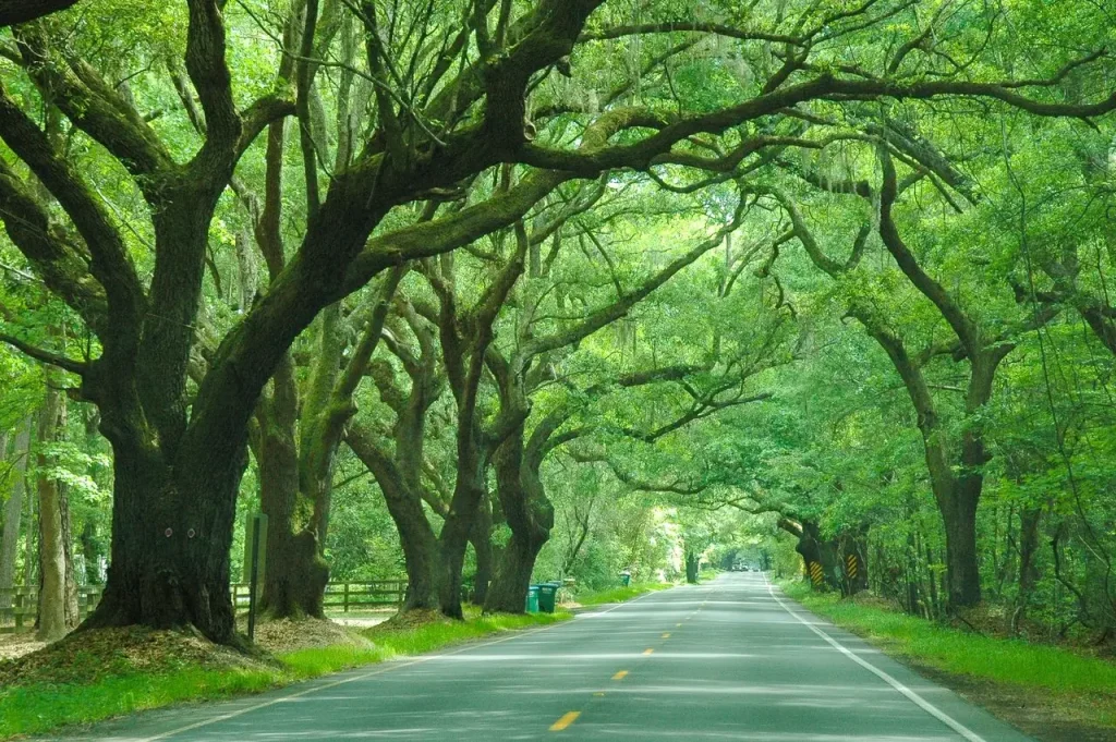 Starlink Installation in Wadmalaw Island, SC